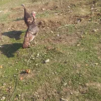 دو عدد بوقلمون چهار عدد غاز قیمت مناسب