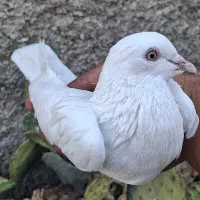 ۴عدد کفتر سفید مهر