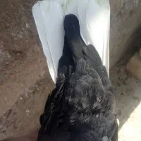 کبوتر سینه ای زاغ دم سفیدشیرازی|پرنده|کوهبنان, |دیوار