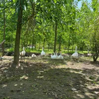 ویلا مبله دانمارکی|فروش آپارتمان|الوند, |دیوار