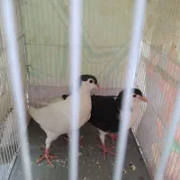 مجسمه کبوتر