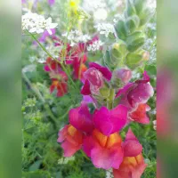 گل کاری.هرس.طراحی باغچه.رنگ آمیزی.سنگ چینی
