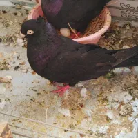 کبوترسوسک
