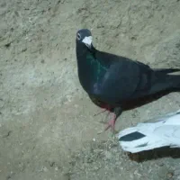 کفتر زاغ|پرنده|شیروان (خراسان), |دیوار