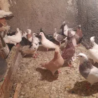 تعدادی کبوتر