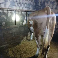 گاو سنگین  ابستن قرمز