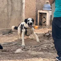 سگ سرابی|سگ|پاکدشت, پاکدشت (مامازند)|دیوار