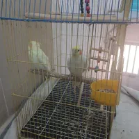 یک جفت عروس هلندی