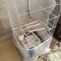 عروس هلندی ماده لوتینو|پرنده|مشهد, ایثار|دیوار