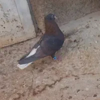 جوجه تافته ای دم سفید