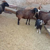 میش ابستن|حیوانات مزرعه|جوادآباد, |دیوار