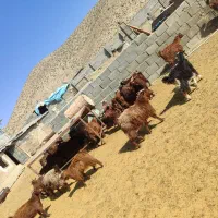 فروش شصد راس کهره ماده درجه یک قوری|حیوانات مزرعه|پاسارگاد, |دیوار