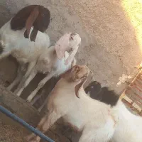 آراس نر بز پاکستانی اصل با ۳راس بزغاله نر پاکستانی