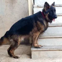 سگ ژرمن معاوضه با موتور یا گوشی