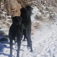 سگ گله|سگ|خلخال, |دیوار