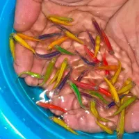انواع ماهی رنگی زبرا، کالر