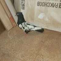 کفتر گرفتنی