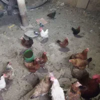 مرغ و خروس وجه چهارماهه