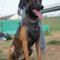 واگذاری مالینویز|سگ|رشت, بوسار|دیوار