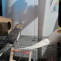 عروس هلندی نر و ماده