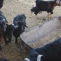 سلام|حیوانات مزرعه|خاش, |دیوار