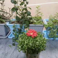 سبزه برای هدیه یلدا|صنایع دستی و سایر لوازم تزئینی|ملایر, |دیوار