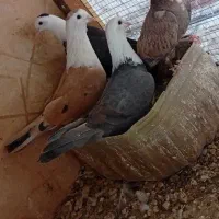 کفتر سار کلاغ سرور زرد آلمانی بزک سرخ کرمونی صید