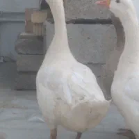 غاز