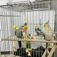 عروس هلندی نر و ماده|پرنده|ری, ظهیرآباد|دیوار