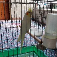 عروس هلندی  زیبا