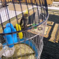عروس هلندی دوکت به همراه قفس
