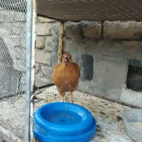 جوجه مرغ نیمچه(۳ماهه)