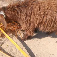 تروشت مری و محلی|حیوانات مزرعه|سراوان, |دیوار