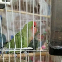 جفت کوتوله  مولد کار داده