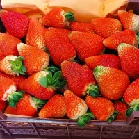 مربای توت فرنگی خانگی