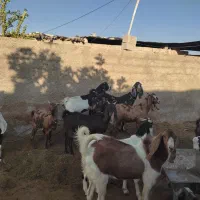 بز پاکستانی|حیوانات مزرعه|شیراز, کوشک بیدک|دیوار