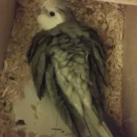 جفت عروس هلندی و کوتوله|پرنده|مشهد, شهید احمدی روشن|دیوار