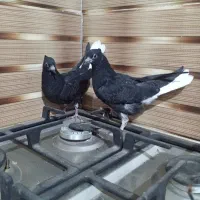 دو جوفت جوجه نسل دار