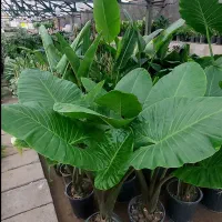 فروش گل گیاه نهال