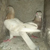 فروش کبوتر مسافتی
