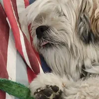 شیتزو فلت معاوضه با کوتوله