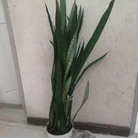 سانسوریا شمشیری ۱۵۰ سانتی‌متری پرپشت