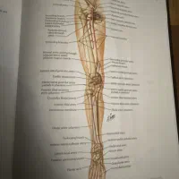 اطلس نتر ویرایش هفتم|کتاب و مجله آموزشی|یزد, |دیوار