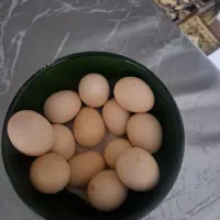 تخم مرغ نطفه دار .چاپنیز