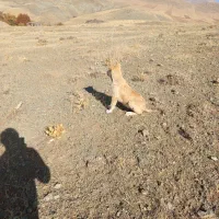 توله سگ پژدر گمشده|سگ|بیلوار, |دیوار