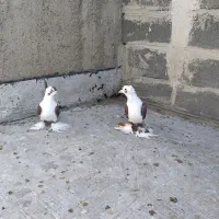 کفترالوان|پرنده|صوفیان, |دیوار