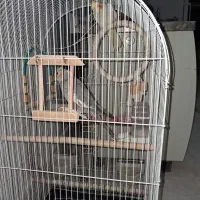 ۲عددعروس هلندی باقفس بزرگ