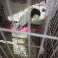 عروس هلندی نروماده باچهارتاجوجه دوماهه ویک ماهه