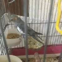 عروس هلندی فوری فروشی