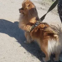 سگ‌پامر‌‌..ماده..